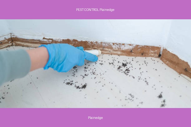 PEST CONTROL Plainedge
